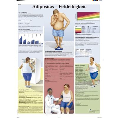 3B Scientific Lehrtafel laminiert Adipositas Fettleibigkeit 3B Scientific Lehrtafel laminiert Adipositas Fettleibigkeit
