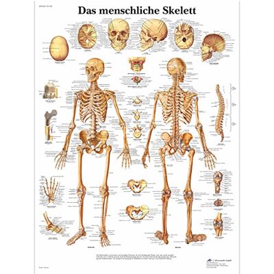 3B Scientific Lehrtafel laminiert Das menschliche Skelett 3B Scientific Lehrtafel laminiert Das menschliche Skelett