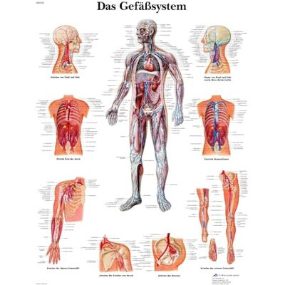 3B Scientific Lehrtafel Das Gefäßsystem, VR0353UU 3B Scientific Lehrtafel Das Gefäßsystem, VR0353UU
