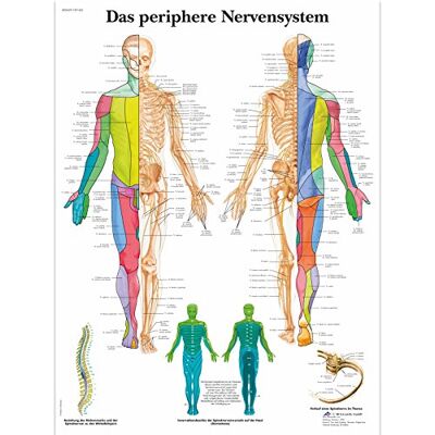 3B Scientific Lehrtafel laminiert Das periphere Nervensystem 3B Scientific Lehrtafel laminiert Das periphere Nervensystem