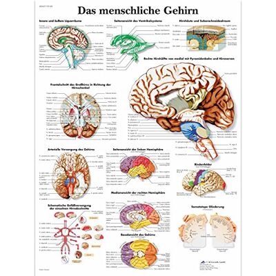 3B Scientific Lehrtafel laminiert Das menschliche Gehirn 3B Scientific Lehrtafel laminiert Das menschliche Gehirn