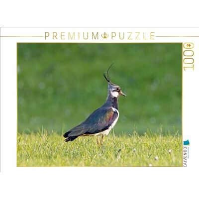 CALVENDO Puzzle Kiebitz auf Einer Wiese 1000 Teile Lege-Größe 64 x 48 cm Foto-Puzzle für glückliche Stunden CALVENDO Puzzle Kiebitz auf Einer Wiese 1000 Teile Lege-Größe 64 x 48 cm Foto-Puzzle für glückliche Stunden