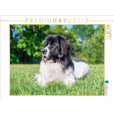 CALVENDO Puzzle Landseer auf der Wiese 1000 Teile Lege-Größe 64 x 48 cm Foto-Puzzle für glückliche Stunden CALVENDO Puzzle Landseer auf der Wiese 1000 Teile Lege-Größe 64 x 48 cm Foto-Puzzle für glückliche Stunden