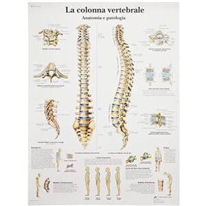 3B Scientific Lehrtaffel La colonna vertebrale Italienisch 3B Scientific Lehrtaffel La colonna vertebrale Italienisch