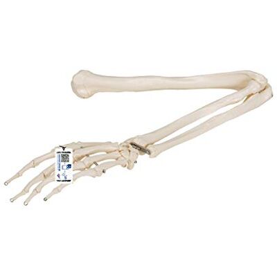 3B Scientific Menschliche Anatomie Armskelett + kostenlose Anatomie App 3B Smart Anatomy 3B Scientific Menschliche Anatomie Armskelett + kostenlose Anatomie App 3B Smart Anatomy