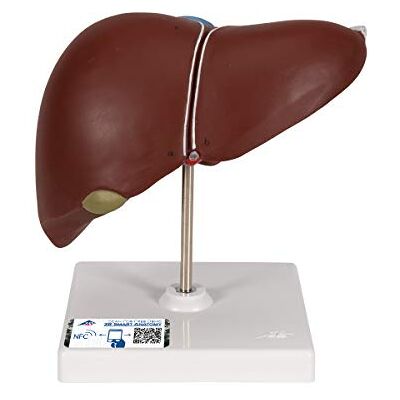 3B Scientific Menschliche Anatomie Lebermodell mit Gallenblase + kostenlose Anatomie App 3B Smart Anatomy 3B Scientific Menschliche Anatomie Lebermodell mit Gallenblase + kostenlose Anatomie App 3B Smart Anatomy