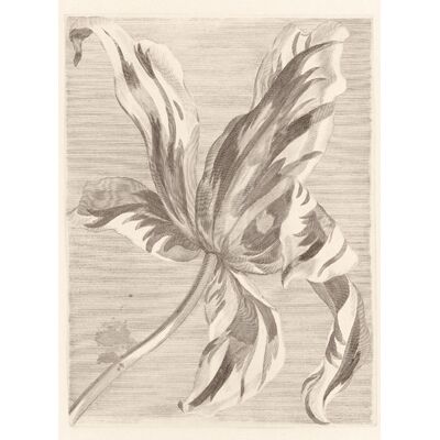 Wandbild Tulip Teyler von Eijffinger - 358117 Wandbild Tulip Teyler von Eijffinger - 358117
