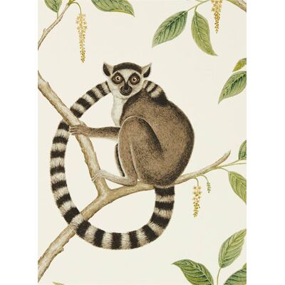 Tapete Ringtailed Lemur von Sanderson - Cream/ Olive Tapete Ringtailed Lemur von Sanderson - Cream/ Olive