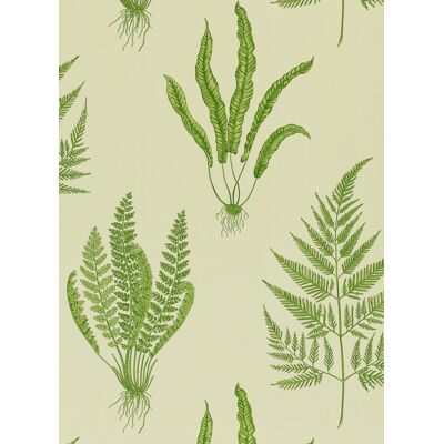 Sanderson Tapete Woodland Ferns - Green Sanderson Tapete Woodland Ferns - Green