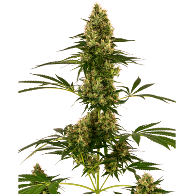 Sensi Seeds Blue Bullet Autoflowering Feminisierte Cannabissamen - 3-10 Einheiten Sensi Seeds Blue Bullet Autoflowering Feminisierte Cannabissamen - 3-10 Einheiten