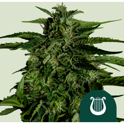 Royal Queen Seeds Cannabis Samen Apollo F1 Auto 25 Stk Royal Queen Seeds Cannabis Samen Apollo F1 Auto 25 Stk