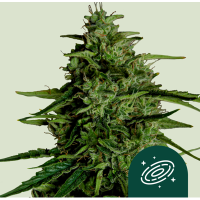 Royal Queen Seeds Milky Way F1 Auto - Cannabissamen Royal Queen Seeds Milky Way F1 Auto - Cannabissamen