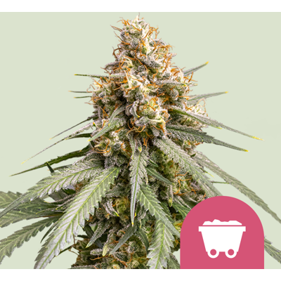 Royal Queen Seeds Shining Silver Haze Feminized Cannabis Samen - 5 Stück Royal Queen Seeds Shining Silver Haze Feminized Cannabis Samen - 5 Stück