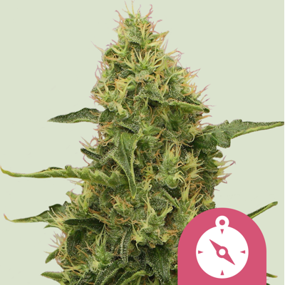 Royal Queen Seeds Northern Light Feminin - Sativa-Indoor-Outdoor Royal Queen Seeds Northern Light Feminin - Sativa-Indoor-Outdoor