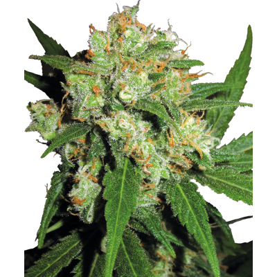 Sensi Seeds - Sensi Skunk Feminized - Feminized - Skunk - Seeds Sensi Seeds - Sensi Skunk Feminized - Feminized - Skunk - Seeds