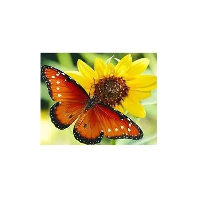 PRACHT Diamond Painting Schmetterling 40x30cm PRACHT Diamond Painting Schmetterling 40x30cm