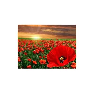 PRACHT Creatives Diamant Painting Mohnblumen - Diamant Painting Set PRACHT Creatives Diamant Painting Mohnblumen - Diamant Painting Set