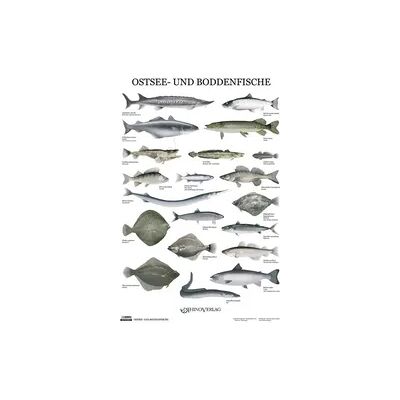 Rhino Ostsee- und Boddenfische - Poster Rhino Ostsee- und Boddenfische - Poster