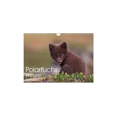 Polarfuchs-Welpen (Wandkalender 2026 DIN A4 quer), CALVENDO Monatskalender Polarfuchs-Welpen (Wandkalender 2026 DIN A4 quer), CALVENDO Monatskalender