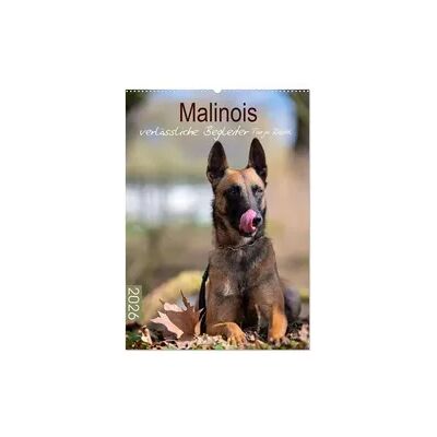 Malinois verlässliche Begleiter (Wandkalender 2026 DIN A2 hoch), CALVENDO Monatskalender Malinois verlässliche Begleiter (Wandkalender 2026 DIN A2 hoch), CALVENDO Monatskalender