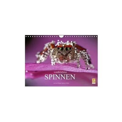 Wunderschöne Spinnen (Wandkalender 2026 DIN A4 quer), CALVENDO Monatskalender Wunderschöne Spinnen (Wandkalender 2026 DIN A4 quer), CALVENDO Monatskalender