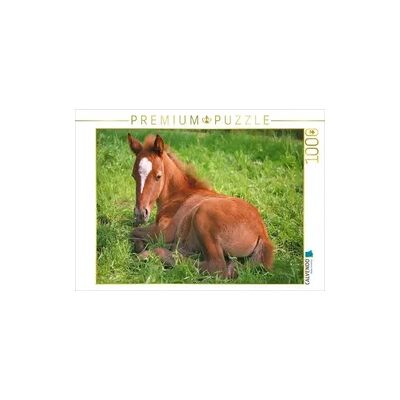 CALVENDO Puzzle Ponyfohlen auf der Wiese 1000 Teile Lege-Größe 64x48cm Foto-Puzzle für glückliche Stunden CALVENDO Puzzle Ponyfohlen auf der Wiese 1000 Teile Lege-Größe 64x48cm Foto-Puzzle für glückliche Stunden
