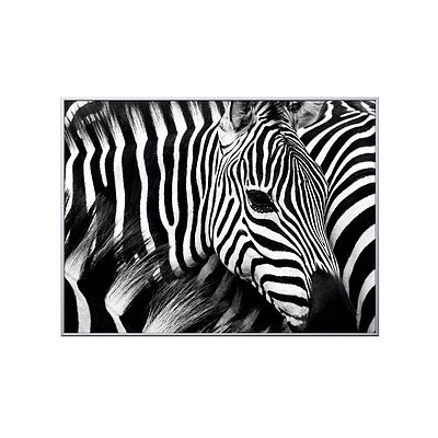 PAPERFLOW Wandbild Zebra - Aluminium Rahme - 80,7x60,7cm PAPERFLOW Wandbild Zebra - Aluminium Rahme - 80,7x60,7cm