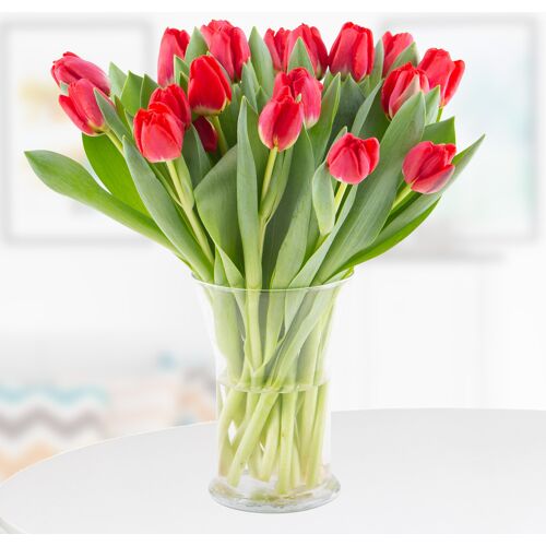 blumenshop.de 20 Rote Tulpen