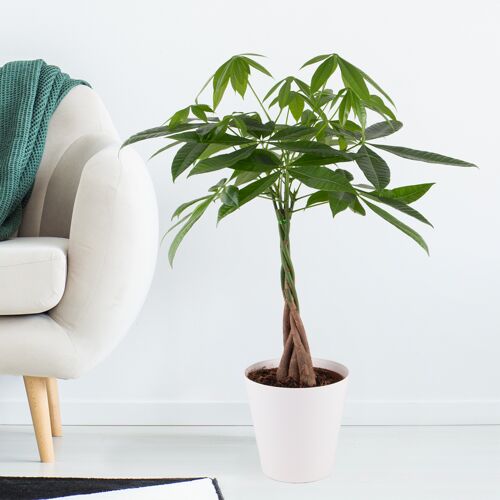 blumenshop.de Glückskastanie + gratis Topf +/- 50-60 cm ø 17 cm Pachira aquatica