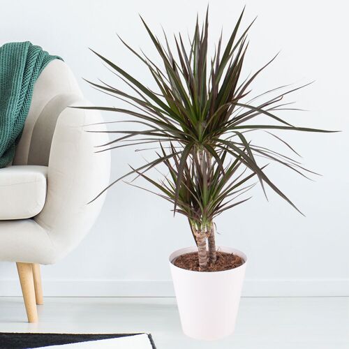 blumenshop.de Drachenbaum + gratis Topf +/- 70 cm ø 17 cm Dracaena marginata