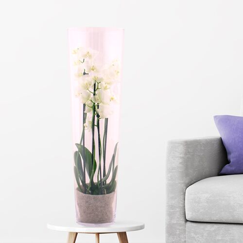 blumenshop.de Weiße Orchidee + Glasvase +/- 60 cm ø 12 cm Phalaenopsis