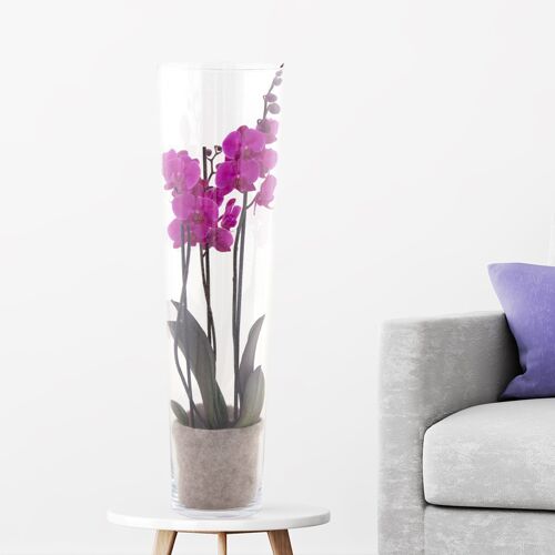 blumenshop.de Lila Orchidee + Glasvase +/- 60 cm ø 12 cm Phalaenopsis