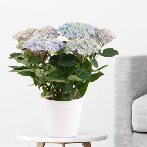 blumenshop.de Hortensie Blau Magical Revolution + gratis Topf +/- 30 cm ø 12 cm Hydrangea