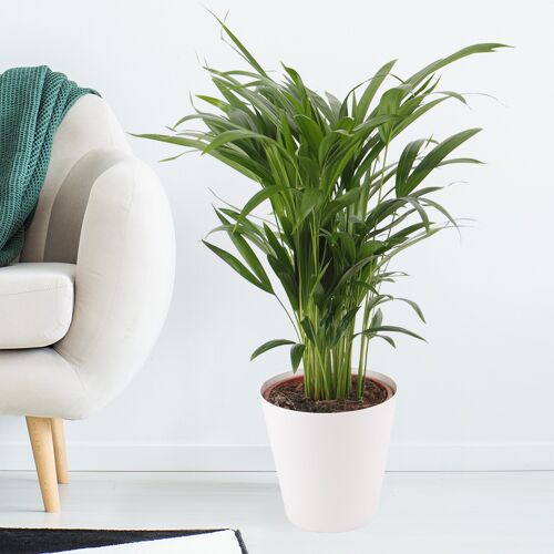 blumenshop.de Goldfruchtpalme + gratis Topf +/- 60 cm ø 17cm Areca-Palme