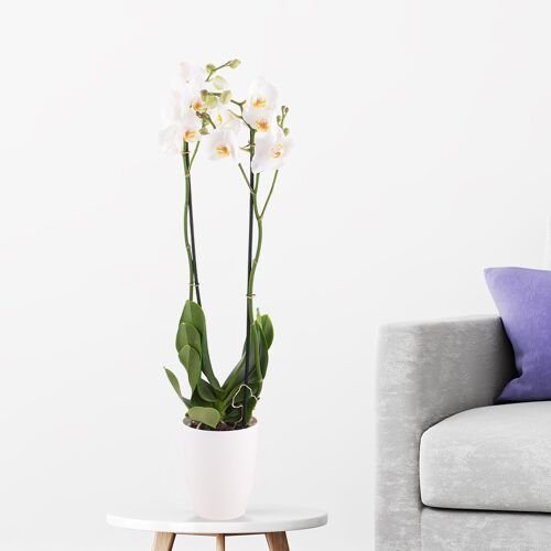 blumenshop.de Weiße Orchidee (zwei Rispen) + gratis Topf +/- 70 cm ø 12cm Phalaenopsis