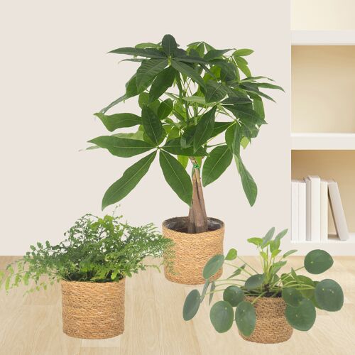 blumenshop.de 3er-Set Pachira, Nestfarn & Pilea +/- 15-60 cm ø 12-14 cm