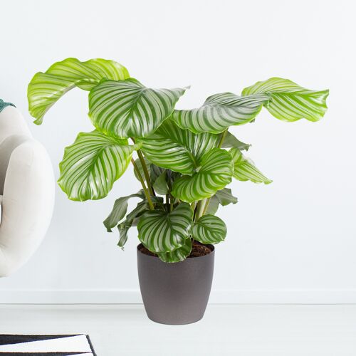 blumenshop.de Korbmarante +/- 70 cm ø 19 cm Calathea orbifolia