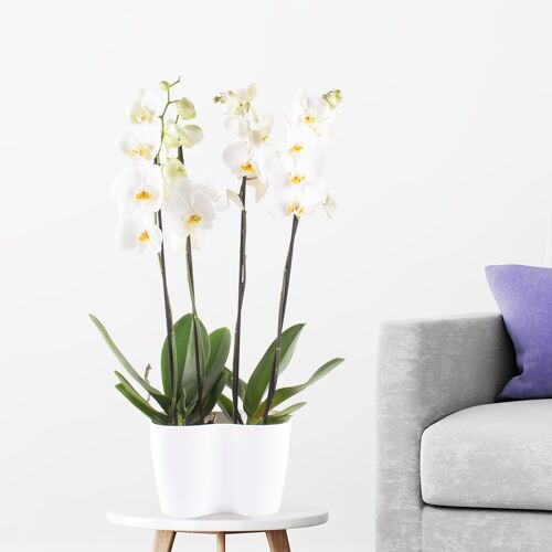 blumenshop.de Zwei weiße Orchideen + gratis DUO-Topf +/- 70 cm ø 12 cm Phalaenopsis