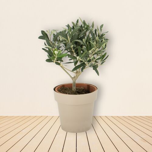 blumenshop.de Olivenbaum (Busch) + gratis Topf +/- 30-40 cm ø 15 cm Olea Europaea