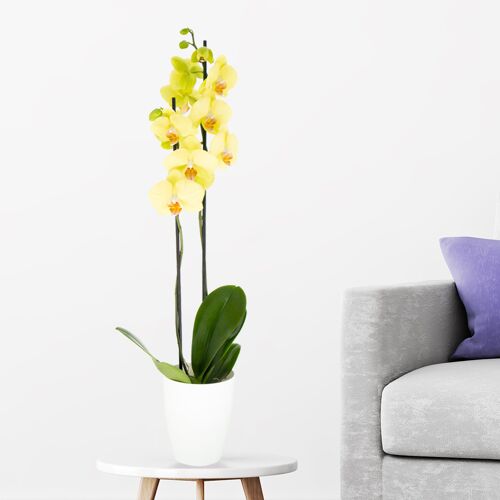 blumenshop.de Gelbe Orchidee (zwei Rispen) + gratis Topf +/- 70 cm ø 12cm Phalaenopsis