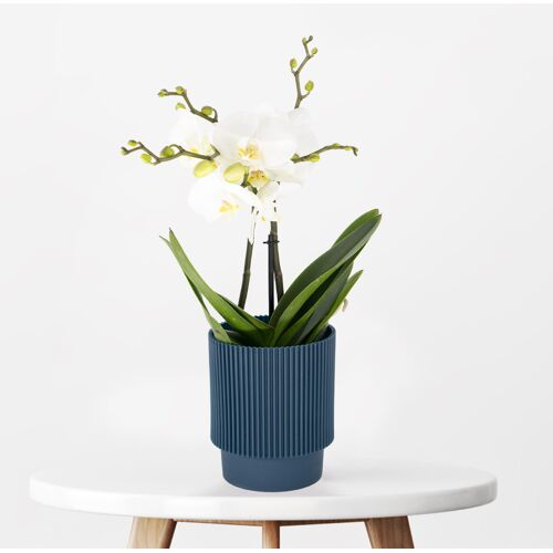 blumenshop.de Weiße Orchidee + gratis Topf +/- 40 cm ø 12 cm Phalaenopsis