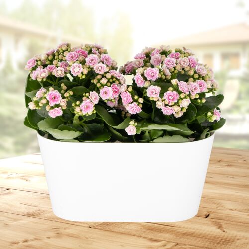 blumenshop.de Rosa Flammendes Käthchen + gratis DUO-Topf +/- 30 cm ø 12 cm Kalanchoe