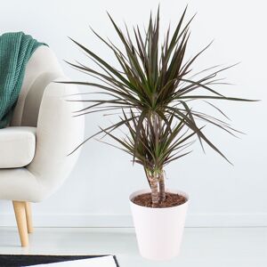 blumenshop.de Drachenbaum + gratis Topf +/- 70 cm ø 17 cm Dracaena marginata blumenshop.de Drachenbaum + gratis Topf +/- 70 cm ø 17 cm Dracaena marginata