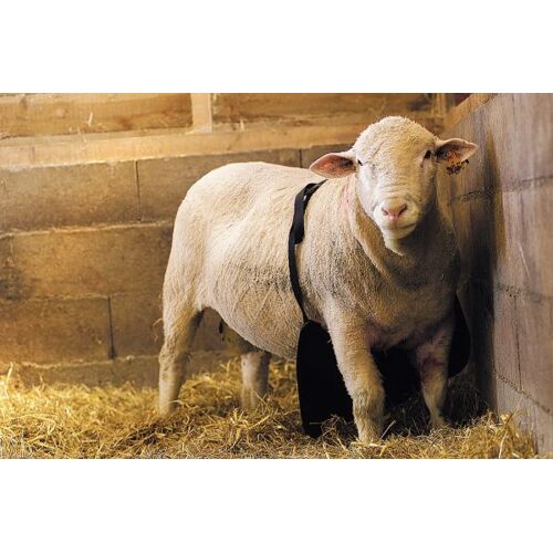 Bockschürze kurz, 30x60cm, Anti-Deckschürze für Schafböcke, verhind...