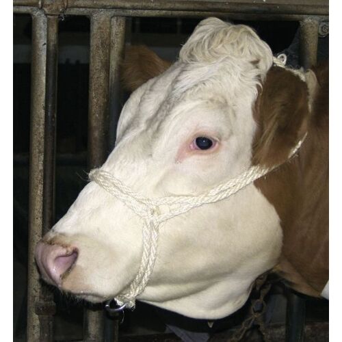 10x Kuhhalfter Sisal, natur, mit Ring, Sisalhalfter für Rinder und ...