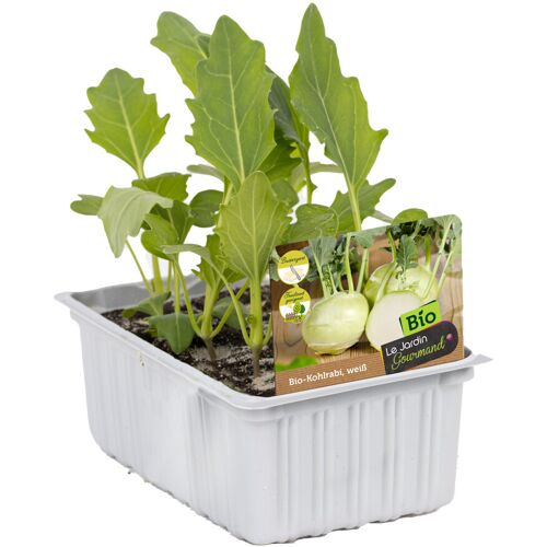 Pflanzen Bio Salat- und Gemüsesetzlinge Kohlrabi weiß Brassica oleracea 6 er Schale