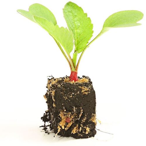 Pflanzen Bio Salat- und Gemüsesetzlinge Butterradieschen Raphanus sativus 6 er Schale