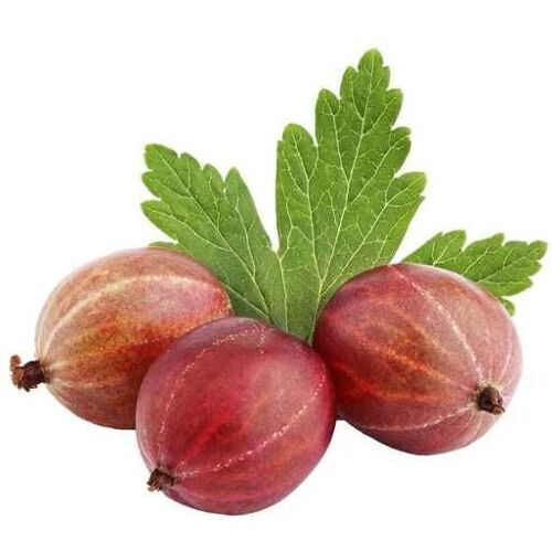 Pflanzen Bio Beerenobst Stachelbeere 3 Liter Topf