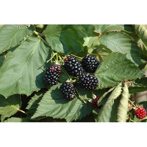 Pflanzen Bio Beerenobst Brombeere in Sorten großfruchtig 2 L Container, 30 - 40 cm hoch