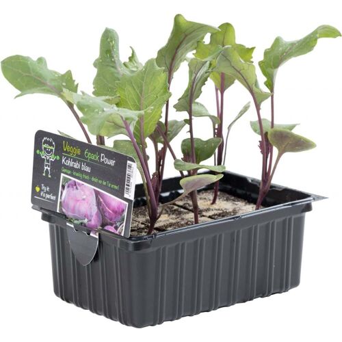 Pflanzen Salat- und Gemüsesetzlinge Le Jardin Gourmand Kohlrabi blau 6er Schale